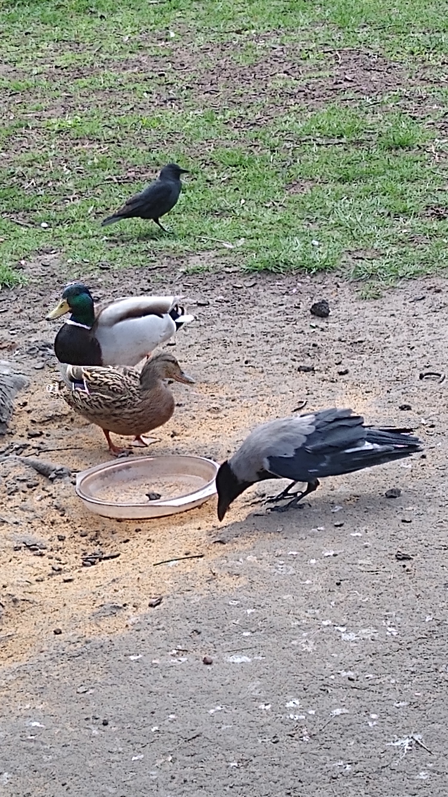 livebirdspoland_c719307a06b422790c00a699ab9d4217.jpg