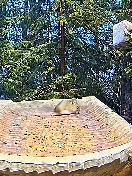 livebirdspoland_cc8400c0113b9971eff72f451c9b38bf.jpg