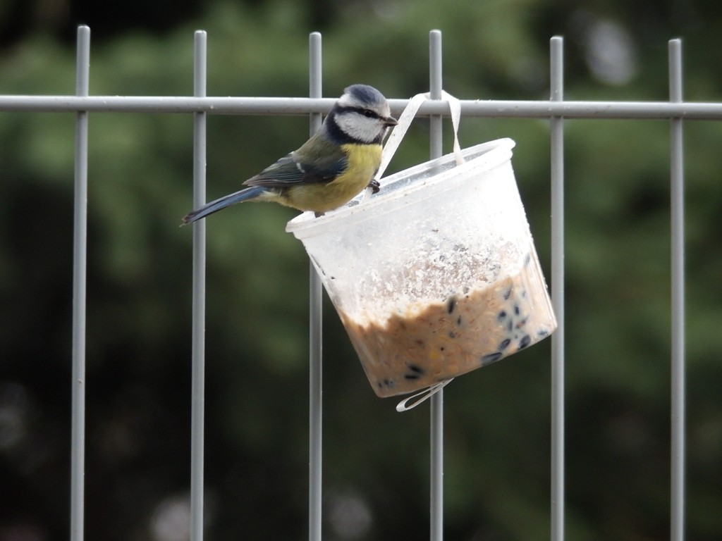 livebirdspoland_d95008b81d558f23f7fb44cb1cf6f868.jpg