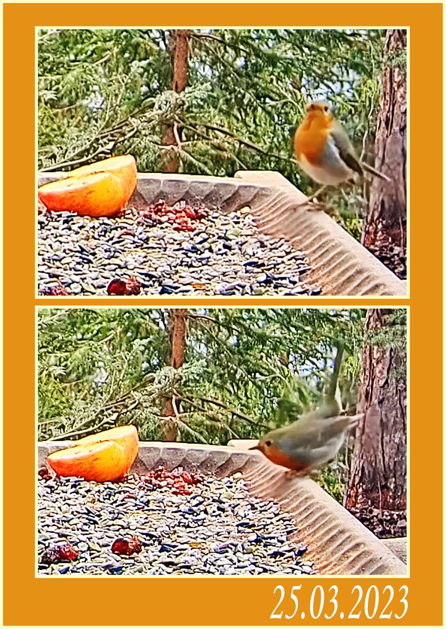 livebirdspoland_5a2d1189c60756f4b0a2e0da18bd33ec.jpg