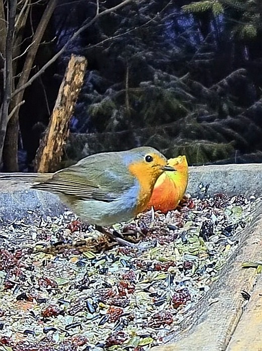 livebirdspoland_314a3d1099e0cc1de5ebc8b3d6b83b4f.jpg
