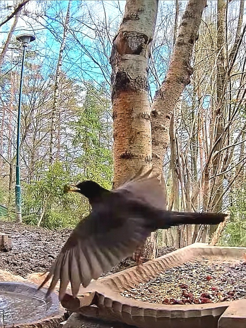livebirdspoland_d813d909597df49e0f3adeaecdf384c7.jpg