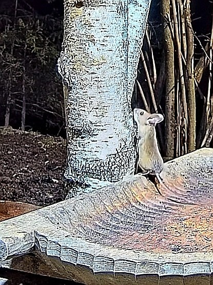 livebirdspoland_1241a2bf9f7c065e5979642147dd0b22.jpg