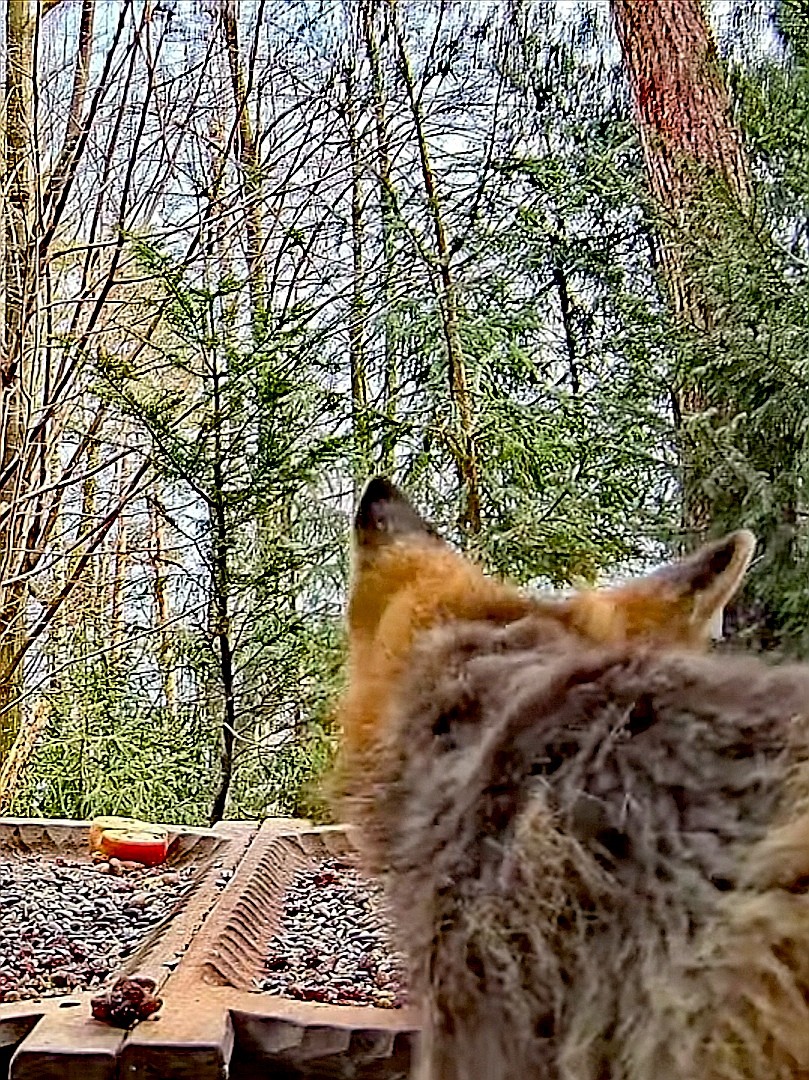 livebirdspoland_3b56957b966192bbe3c9334e04415954.jpg