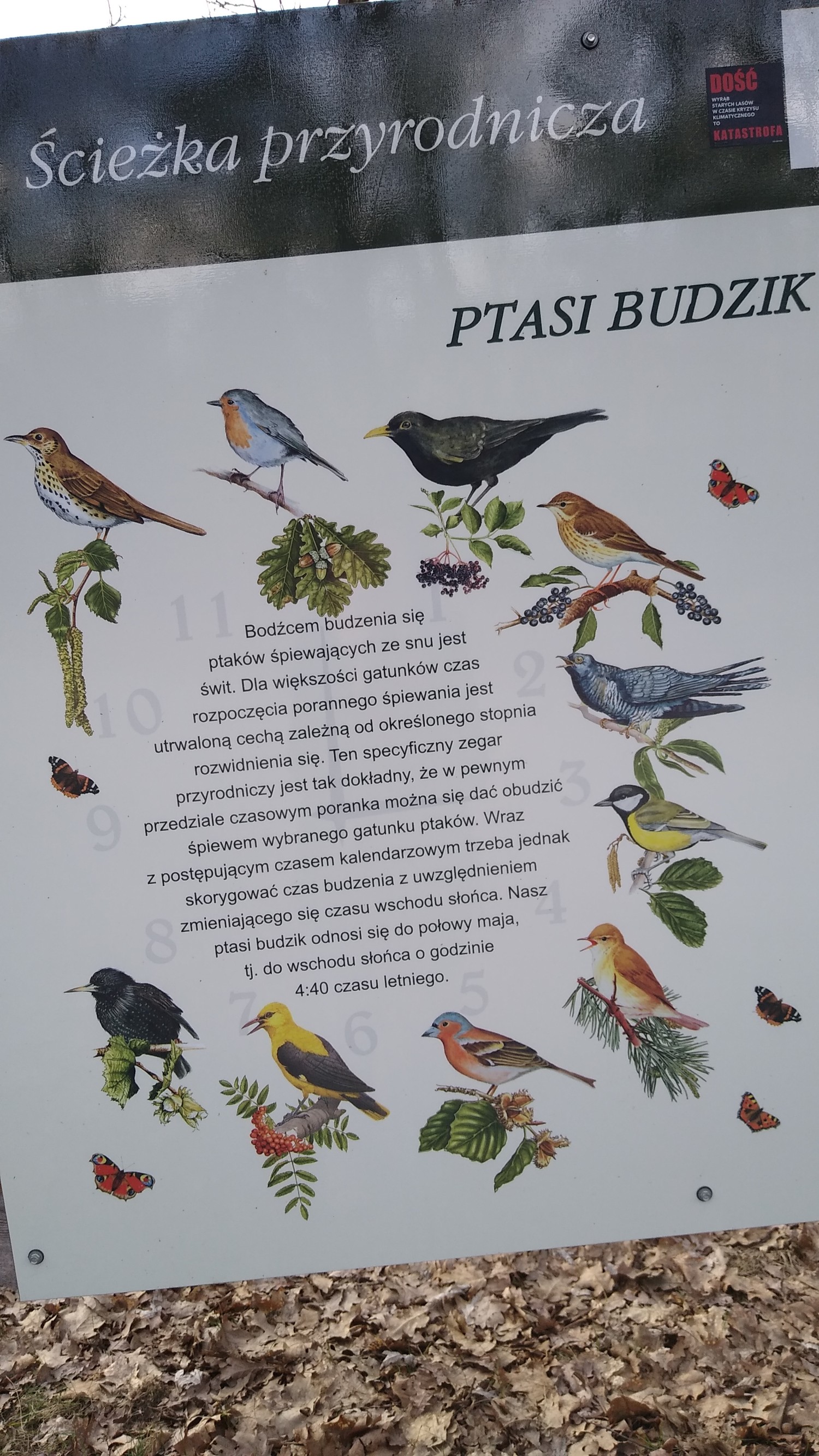 livebirdspoland_aa76211cc7c997cef2c386c2d94468fd.jpg