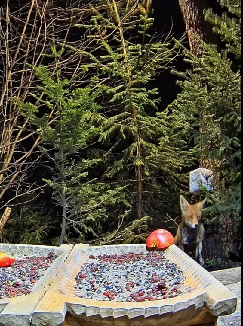 livebirdspoland_da2ac4da01c886e9c1a9b16480a862e9.jpg