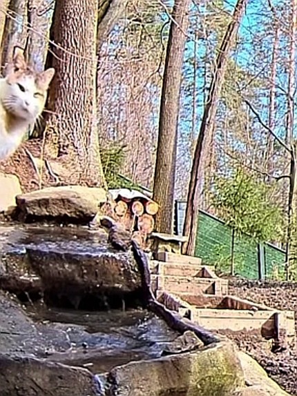 livebirdspoland_280ec741b1174d80aa4c266bf954988d.jpg