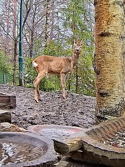 livebirdspoland_df789508e780d3a9213b3df11421f880.jpg