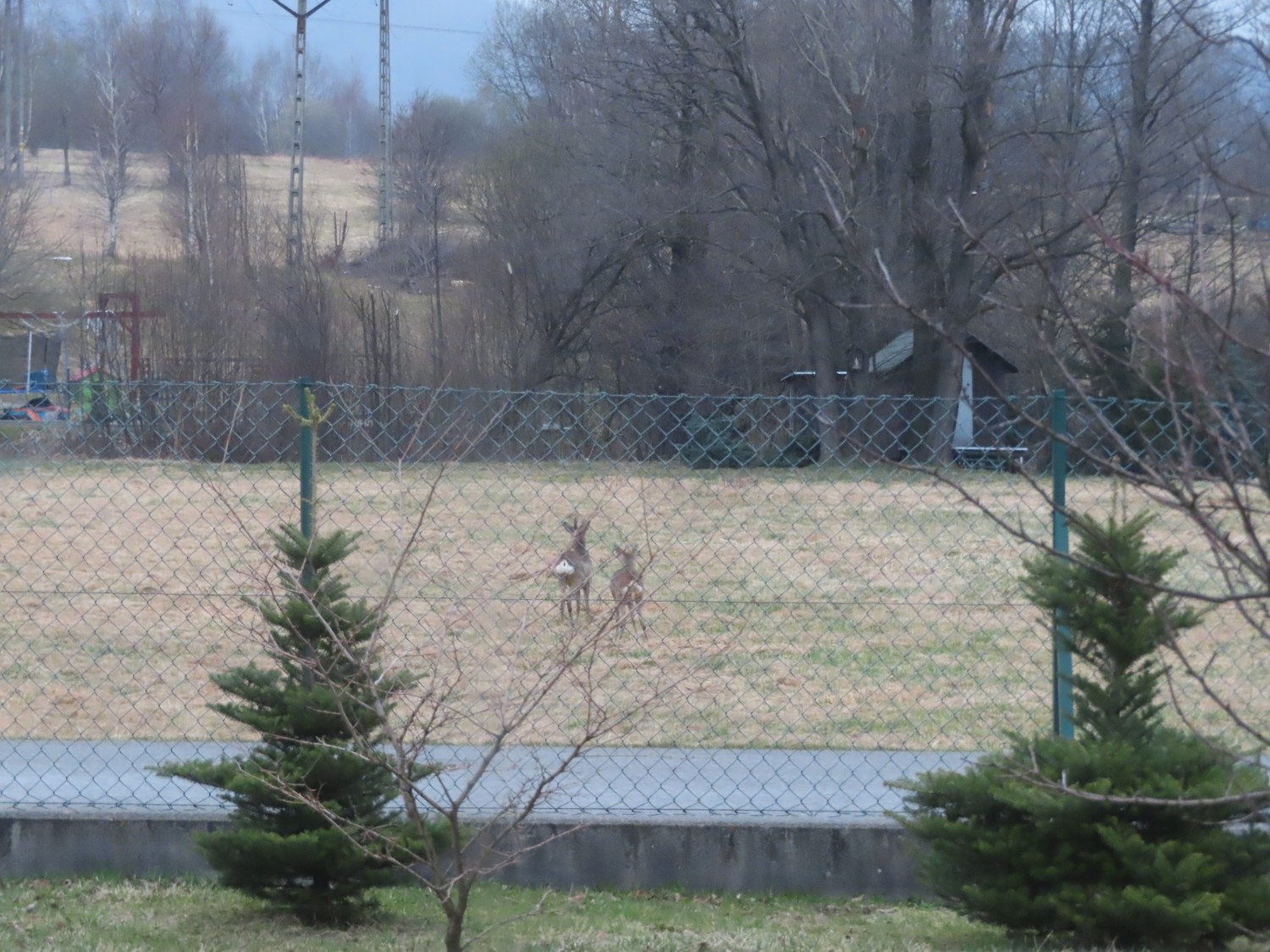 livebirdspoland_ac88d88b97fa999a374c54af5365ade8.jpg