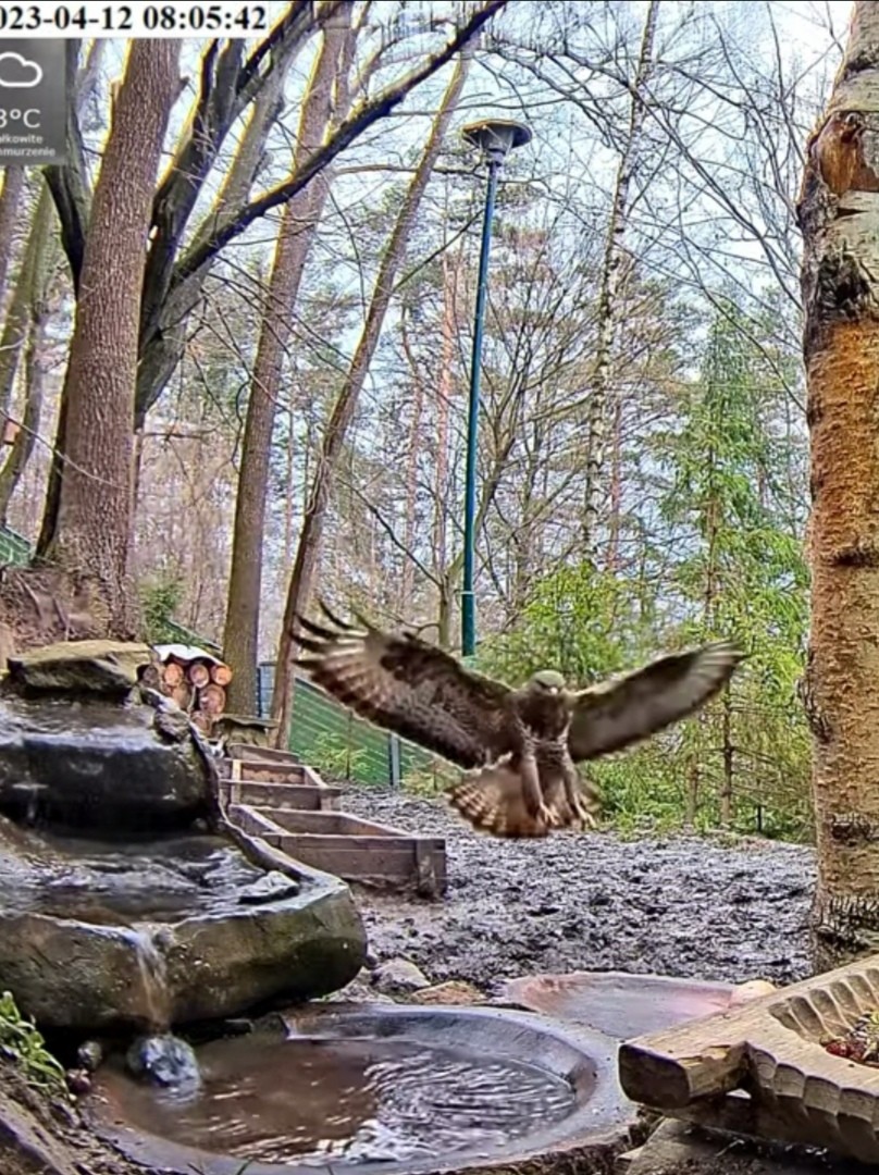 livebirdspoland_04bf83621ebaa992b2382ed6176b8407.jpg