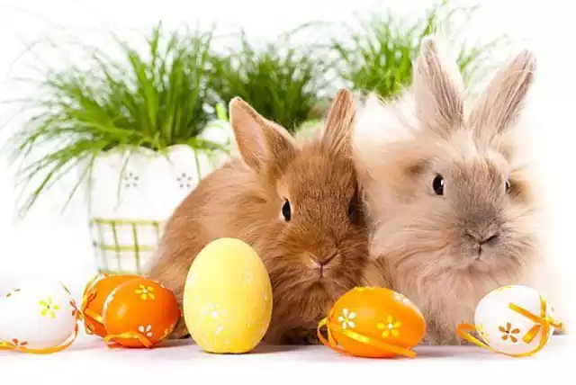 livebirdspoland_9486cacf84c76715421c011f03ff2bfe.png