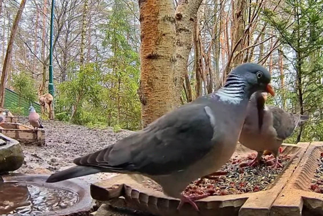 livebirdspoland_7e5d5167c5d54ce0aa9c845e22a181a8.jpg