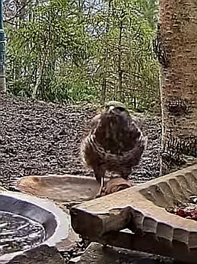 livebirdspoland_308e99584ed59d9c38219179d33716e5.jpg
