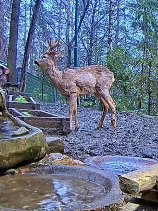 livebirdspoland_6b009a2e1c42a8861178d5a765d6f798.jpg