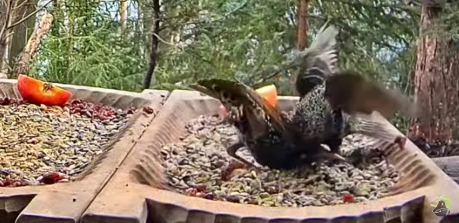 livebirdspoland_f38c3d95e9bf196d2c8881dc70f080b4.jpg