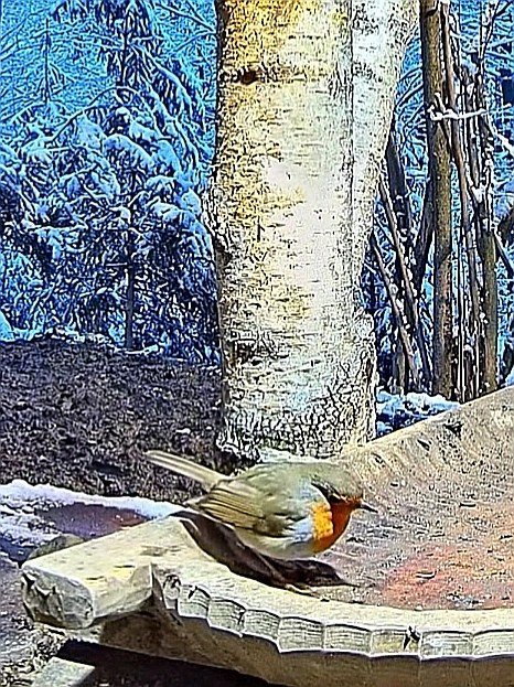 livebirdspoland_b9b95dbe20509e337024d748704fbb8b.jpg