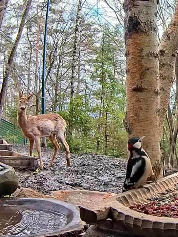 livebirdspoland_b039a87877d471a71a83aff72847b4c2.jpg