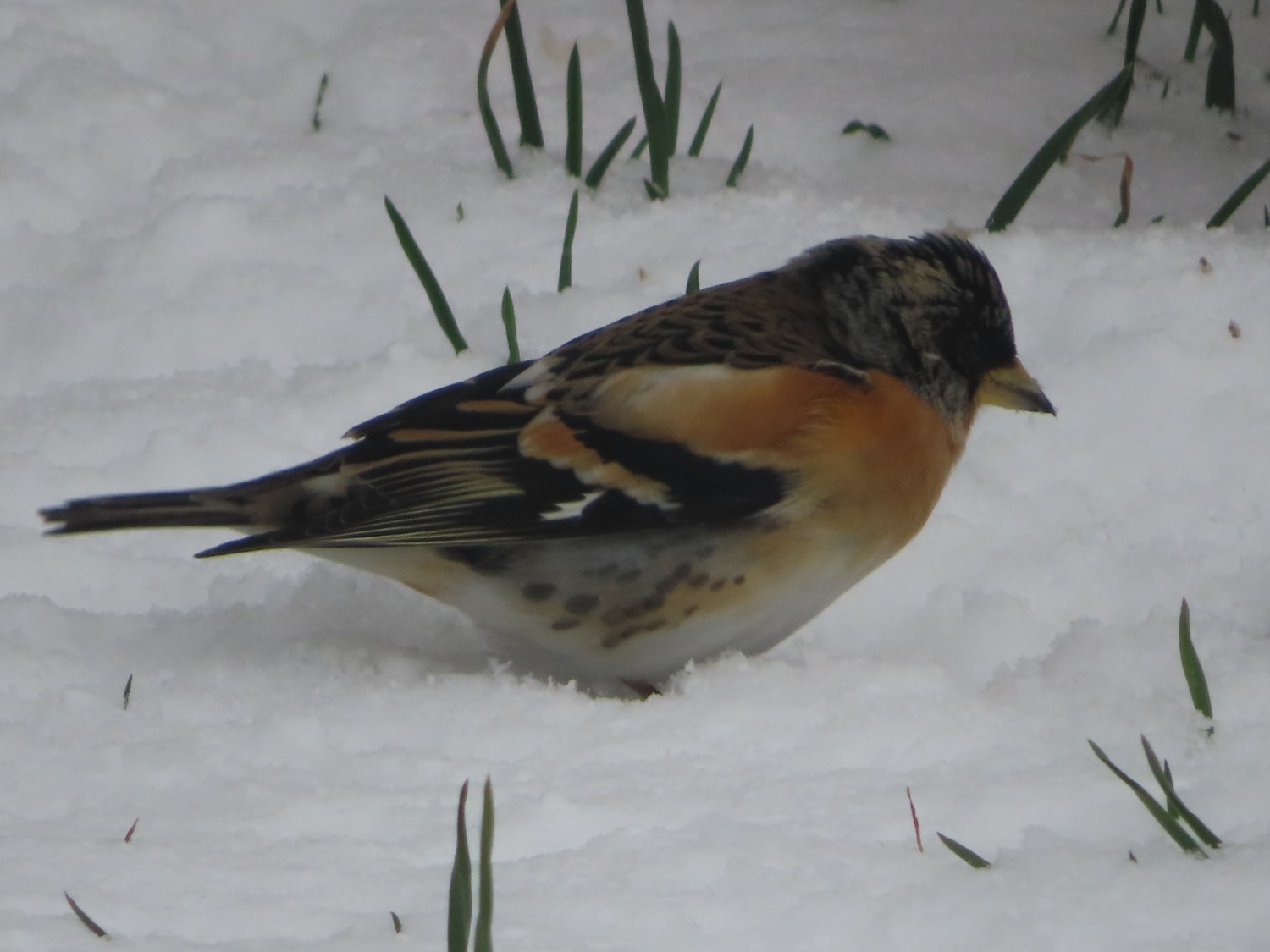 livebirdspoland_34062567d5a3aadb85c2e03e9bd47197.jpg