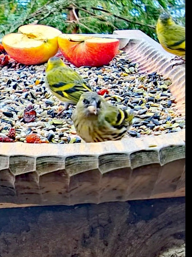livebirdspoland_f9322526228ee9b10ebbd018a7589ad4.jpg