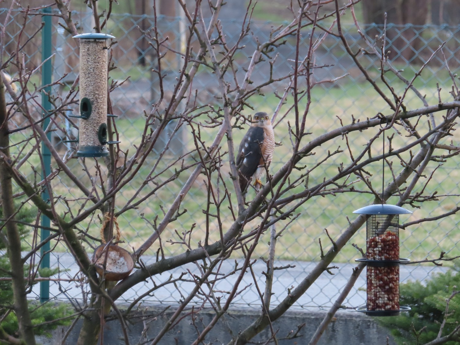 livebirdspoland_76fa0d079122194bf257d6950ba3c928.jpg
