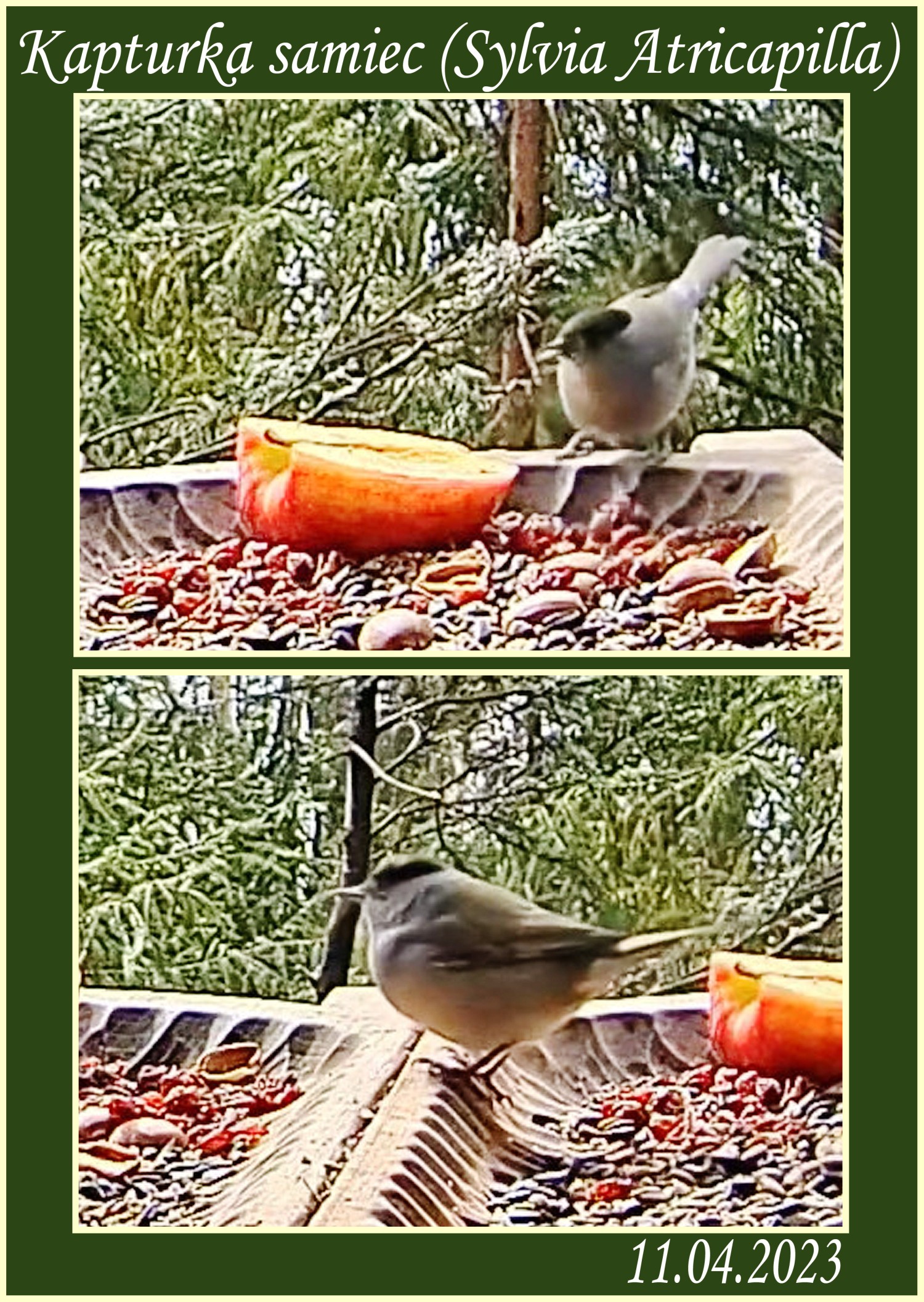 livebirdspoland_c1e895fecc07e038ee4e0f869e1ae6fd.jpg