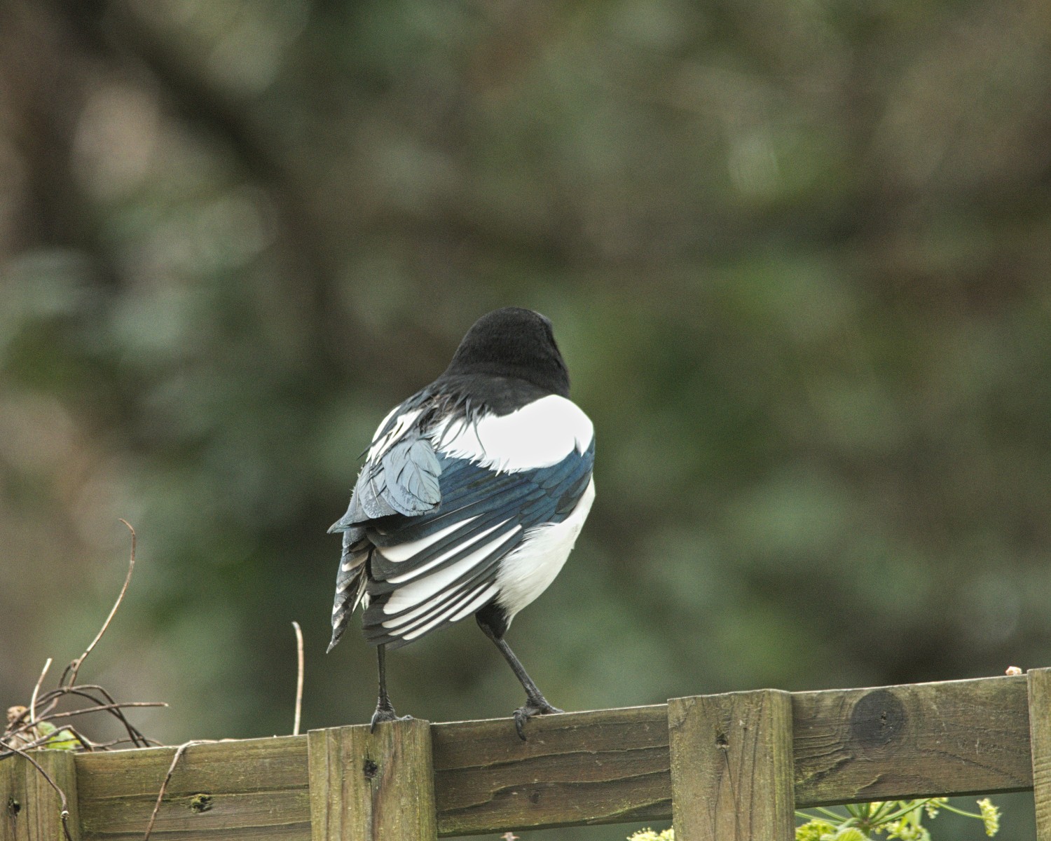 livebirdspoland_c98dc1a2859582752a44e72da05f9609.jpg