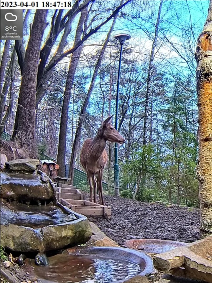 livebirdspoland_ed960f34272d335107fe2e0fcdc027aa.jpg
