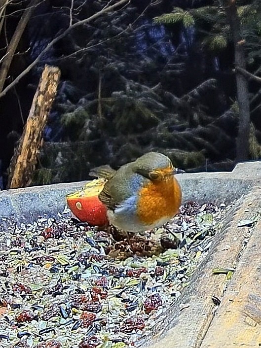 livebirdspoland_8102cf878df62f143713205ccd896778.jpg
