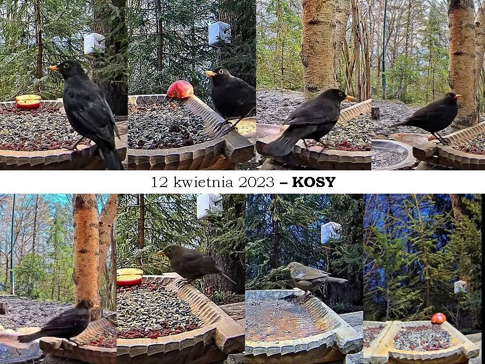 livebirdspoland_945de941636efe72d354c31026a16e4d.jpg