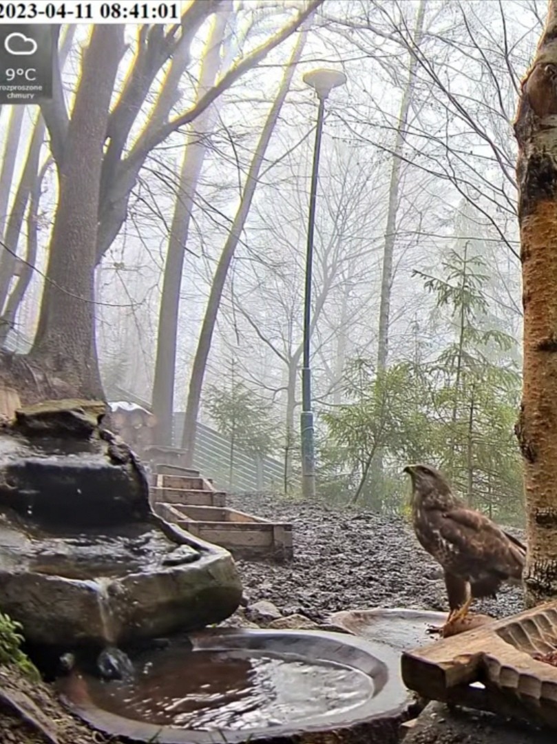livebirdspoland_d4c0f9a4241cfc2af41748dedacfc699.jpg