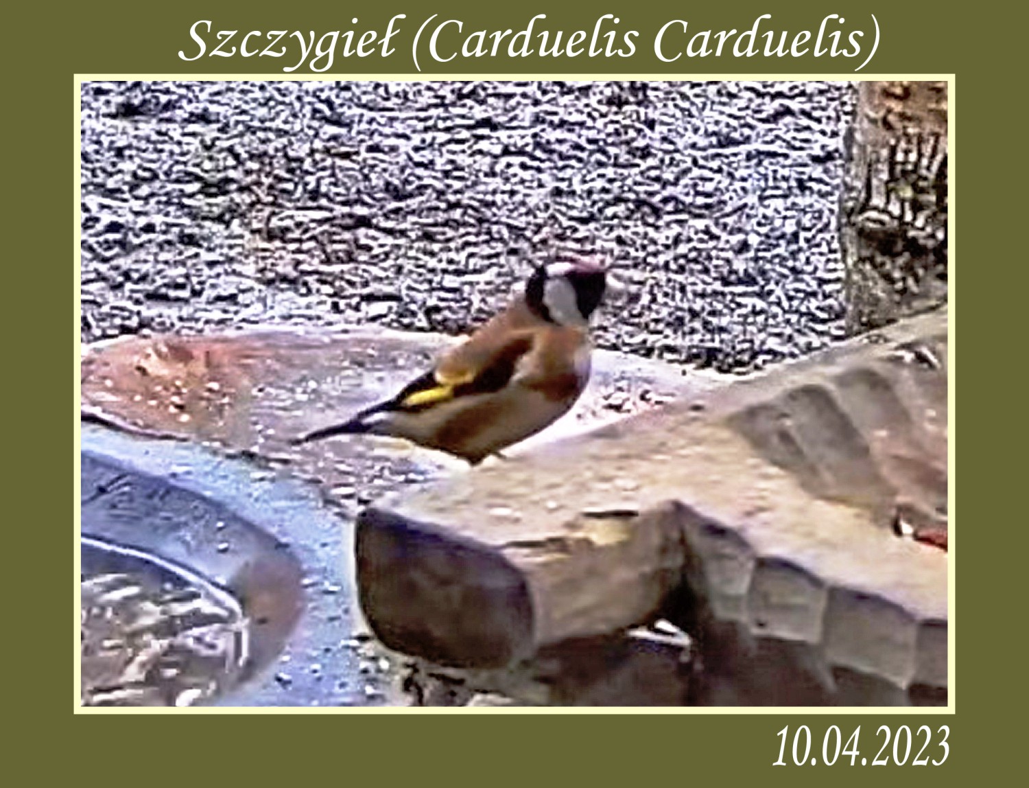 livebirdspoland_15b9dad4489dc7be9c6bf368d65448a8.jpg