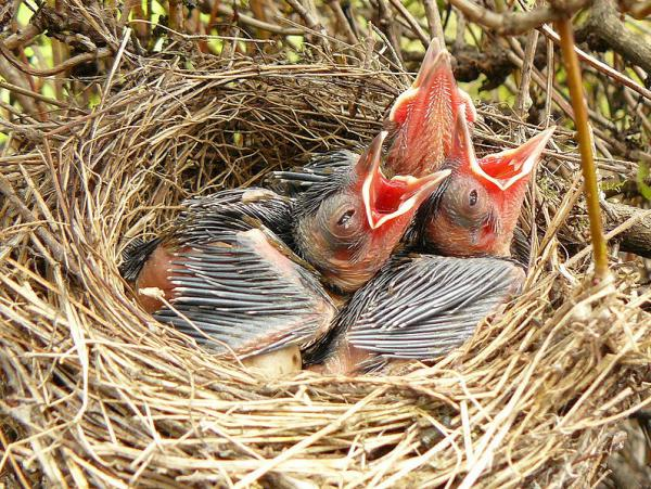 livebirdspoland_385f6fd029faee6757c016055be8f99d.png