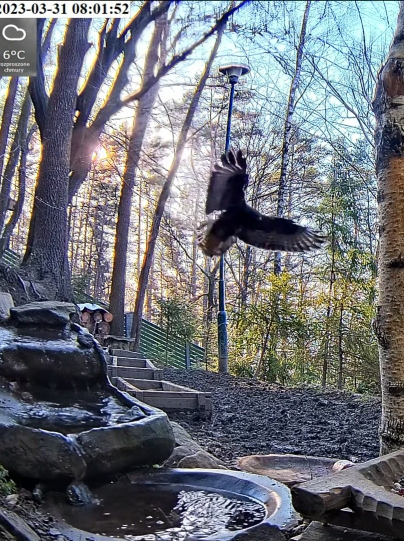 livebirdspoland_8f00c77daa6de820b445b7920e1b284d.jpg