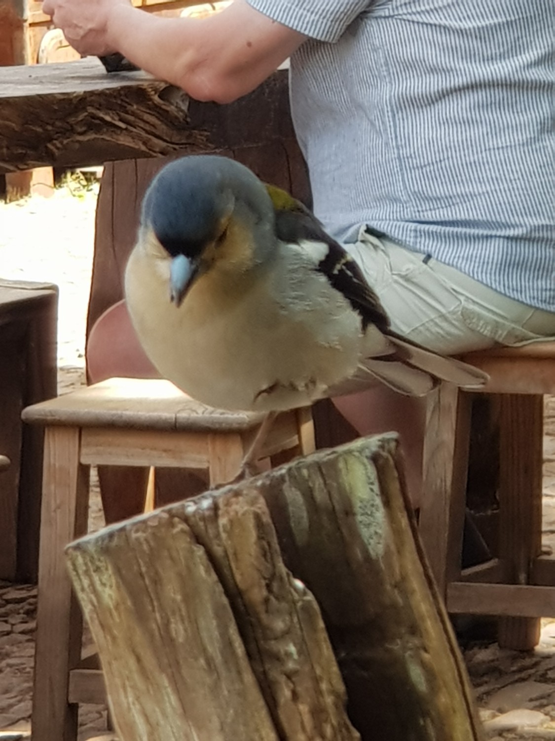 livebirdspoland_dc5ccc983793a49d9a5927331a049abe.jpg