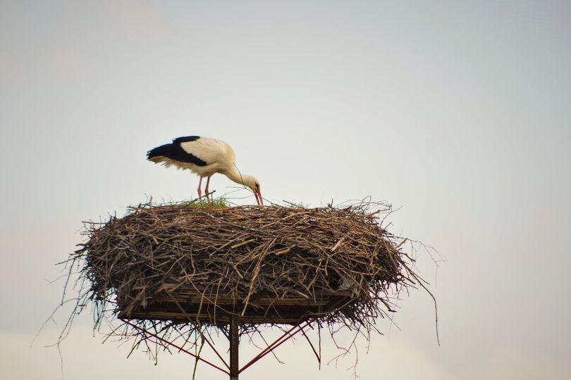 livebirdspoland_cd7346d27a9dfa3085fca9f57b3c9536.png
