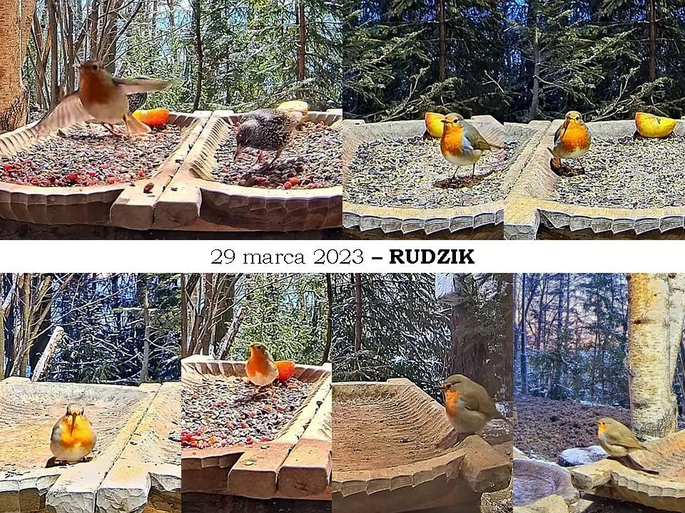 livebirdspoland_5d9911193087e5fbf34223fb2ecf8c68.jpg