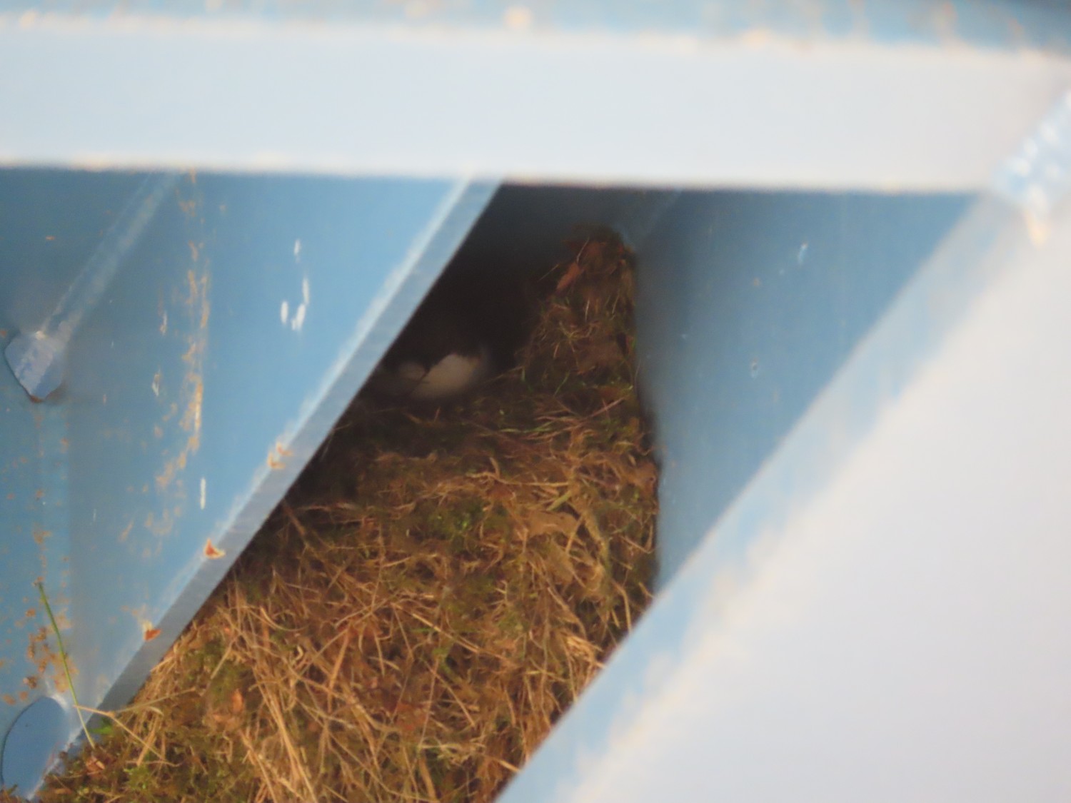livebirdspoland_44477ae8e894469dc3ab7372539abd65.jpg