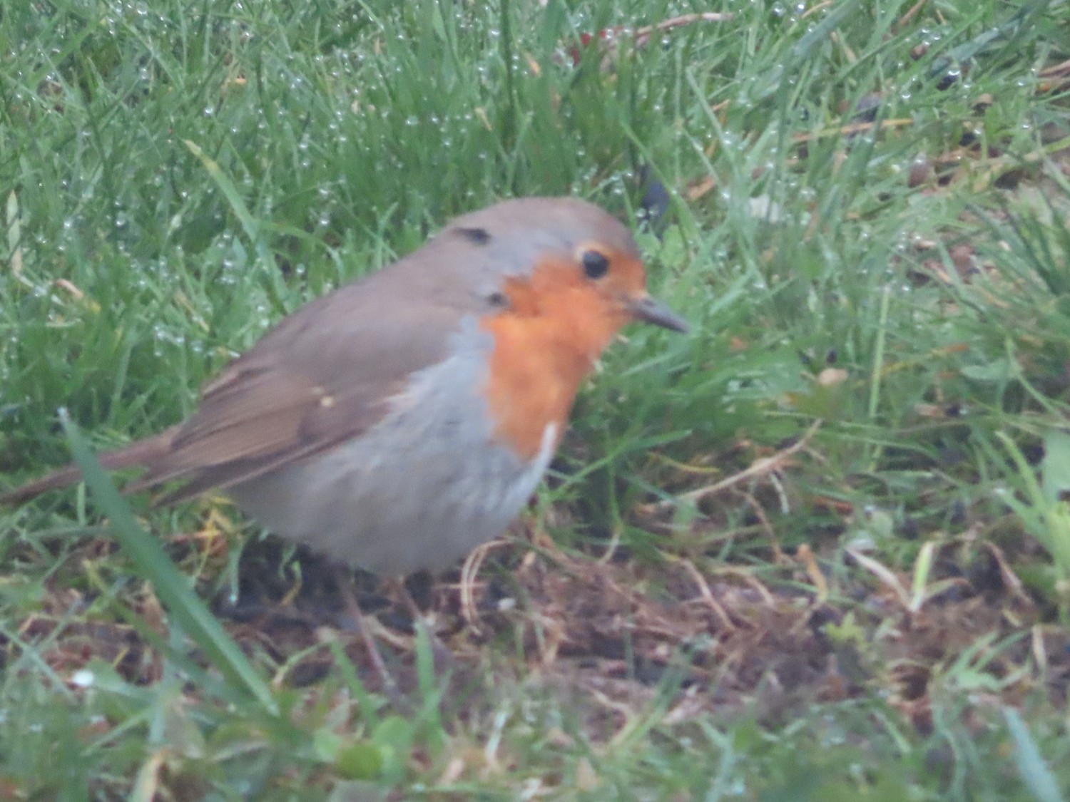 livebirdspoland_2e3b72d4a2a3b263700aa6c743cf896e.jpg