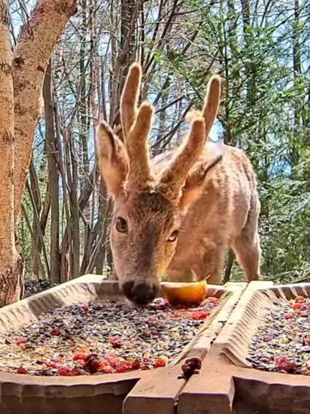 livebirdspoland_0e6a46a20a4b5892130ea6b53f43d610.jpg
