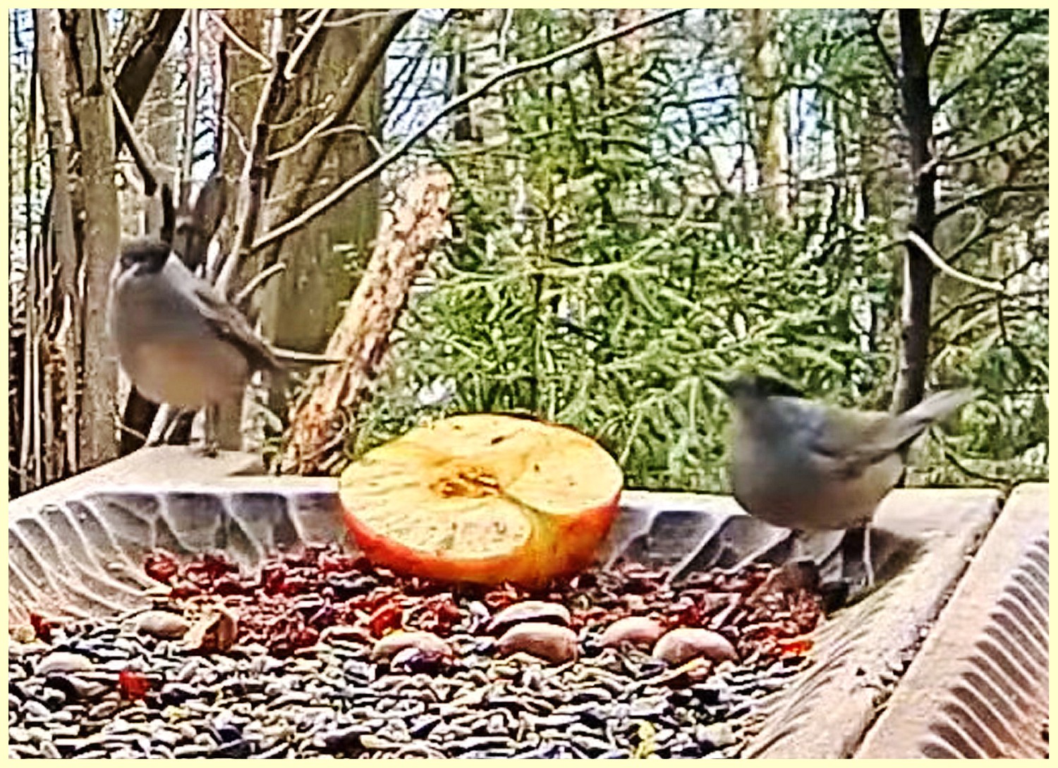 livebirdspoland_aec8e821c1186177ca0e8df292ce0d6f.jpg