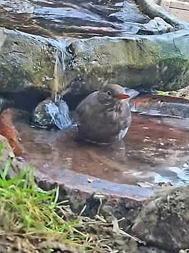 livebirdspoland_bb17e093bdfea09deedadd09f0a20a30.jpg
