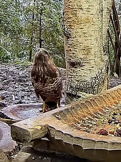 livebirdspoland_43f81169d8dbd11a3db6ea4f05be64cb.jpg