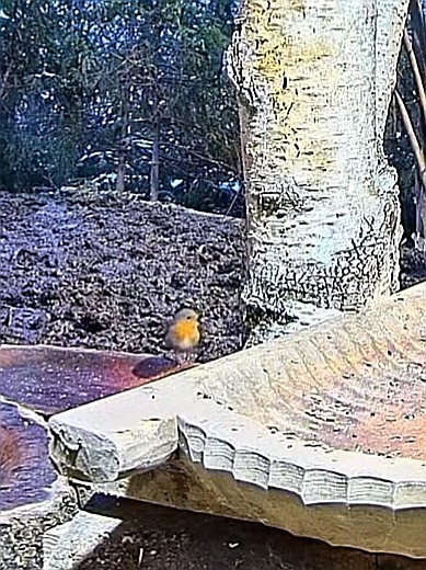 livebirdspoland_53dcc78a69d28ed97e1ae7cb317ec8ff.jpg