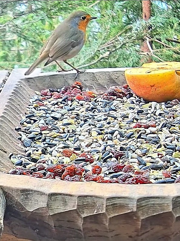 livebirdspoland_5ce57d65d02b2cbcf9eea08994a91687.jpg