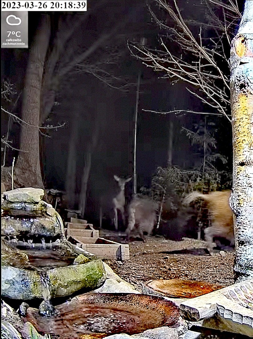 livebirdspoland_8c4a49dbfabbbca8fbfcbf8e8641ff52.jpg