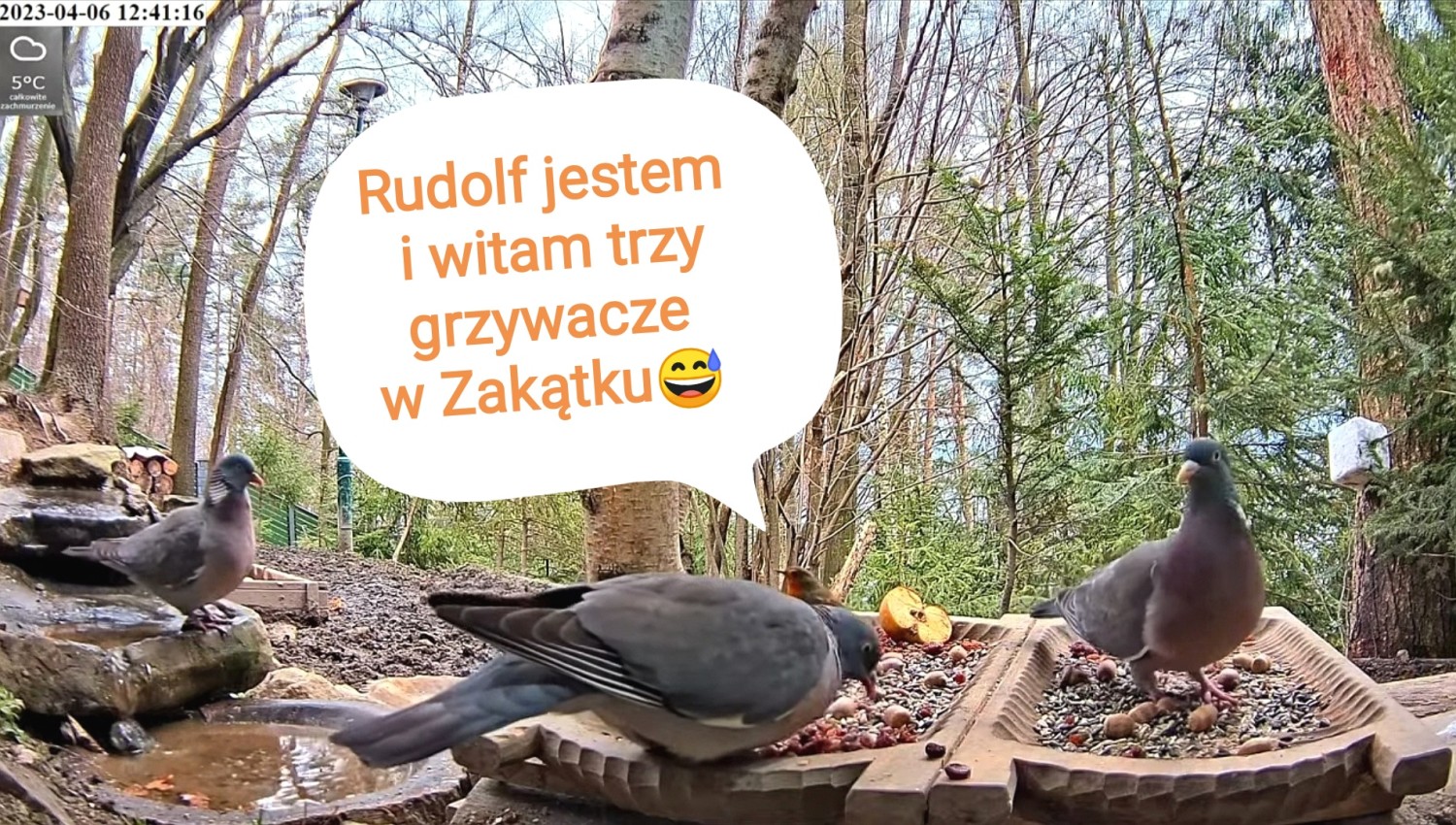 livebirdspoland_5501db69de32bf2098441296995d14ac.jpg
