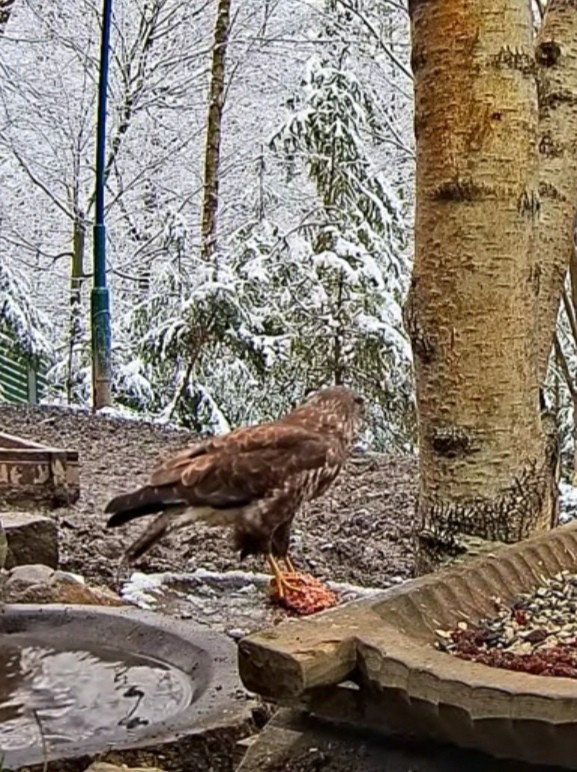 livebirdspoland_ccf23872ce7cf7c21341ecfa6878cd07.jpg