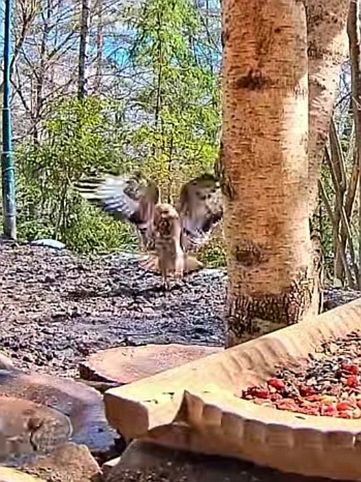 livebirdspoland_1da245c30e61800661771c0921b8d8d5.jpg