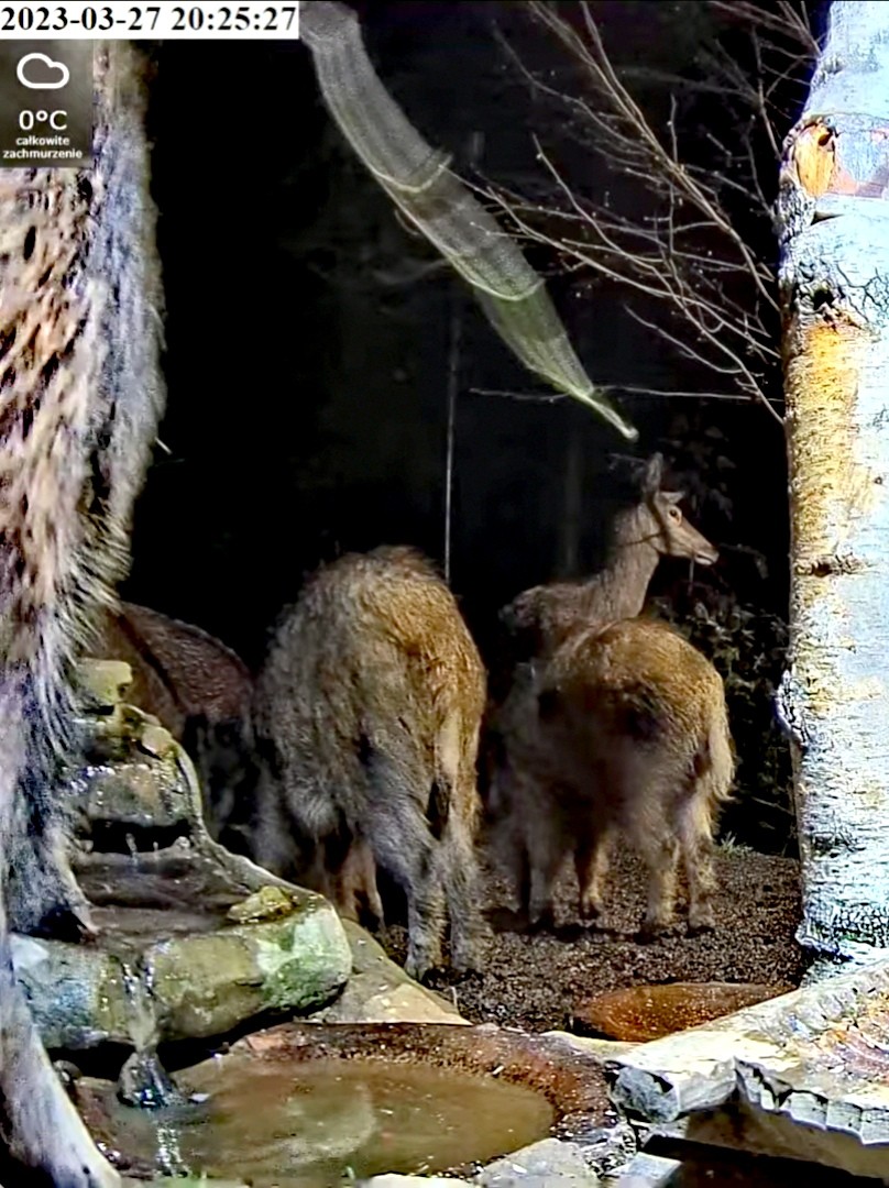 livebirdspoland_4e4305c85c085507a1cddf7424dff68b.jpg