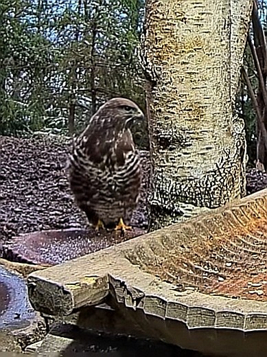 livebirdspoland_c4f4ccb961e89cf6cfd0e16052952bce.jpg